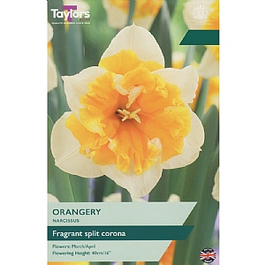 Narcissus 'Orangery' (5 Bulbs)