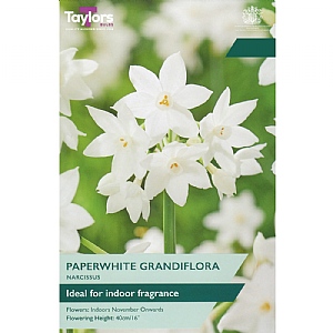 Narcissus 'Paperwhite Grandiflora' (4 Bulbs)
