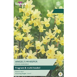 Narcissus 'Angel's Whisper' (8 Bulbs)