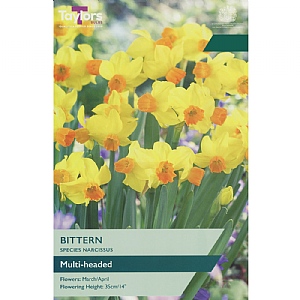 Narcissus 'Bittern' (8 Bulbs)