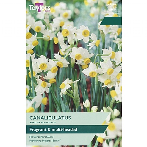 Narcissus 'Canaliculatus' (20 Bulbs)