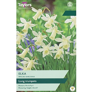 Narcissus 'Elka' (8 Bulbs)