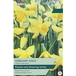 Narcissus 'February Gold' (7 Bulbs)