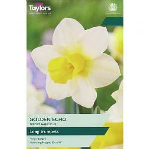 Narcissus 'Golden Echo' (6 Bulbs)