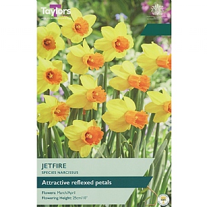 Narcissus 'Jetfire' (12 Bulbs)