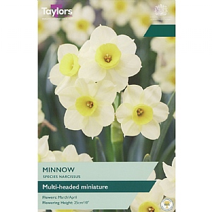 Narcissus 'Minnow' (15 Bulbs)