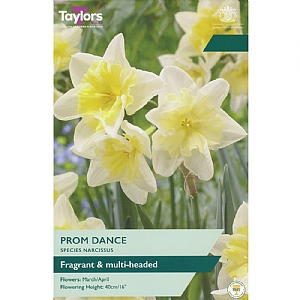 Narcissus 'Prom Dance' (6 Bulbs)