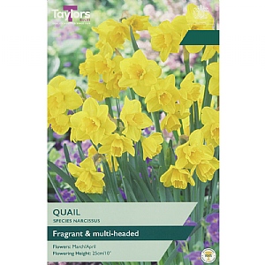 Narcissus 'Quail' (15 Bulbs)