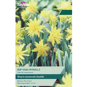 Narcissus 'Rip Van Winkle' (10 Bulbs)