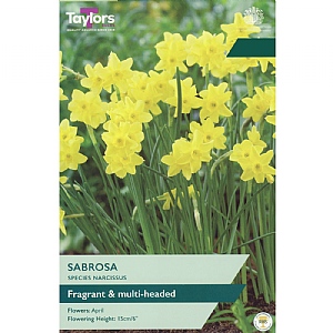 Narcissus 'Sabrosa' (12 Bulbs)