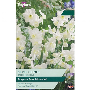 Narcissus 'Silver Chimes' (6 Bulbs)