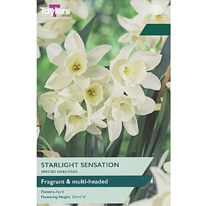 Narcissus 'Starlight Sensation' (6 Bulbs)