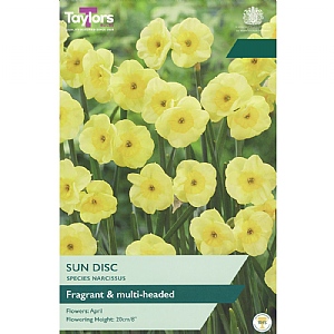 Narcissus 'Sun Disc' (12 Bulbs)