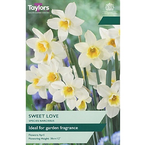 Narcissus 'Sweet Love' (8 Bulbs)