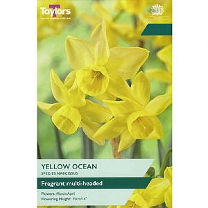 Narcissus 'Yellow Ocean' (8 Bulbs)