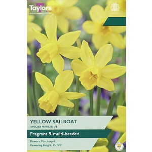 Narcissus 'Yellow Sailboat' (12 Bulbs)