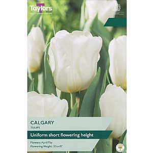 Tulip 'Calgary' (5 Bulbs)