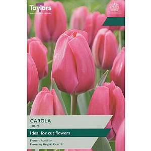 Tulip 'Carola' (7 Bulbs)