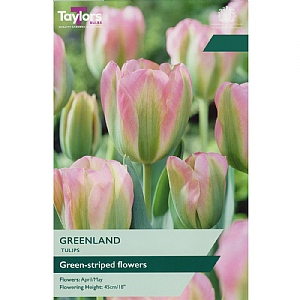 Tulip 'Greenland' (5 Bulbs)