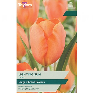 Tulip 'Lighting Sun' (6 Bulbs)