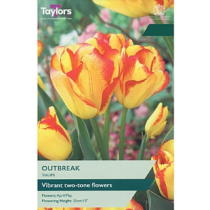 Tulip 'Outbreak' (7 Bulbs)