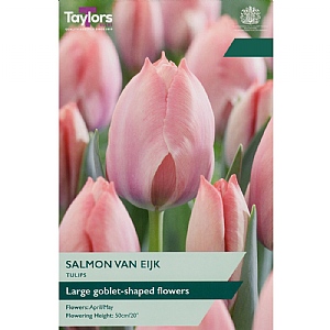 Tulip 'Salmon Van Eijk' (7 Bulbs)