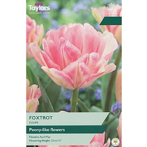 Tulip 'Foxtrot' (6 Bulbs)