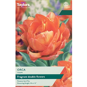 Tulip 'Orca' (5 Bulbs)