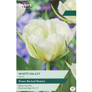 Tulip 'White Valley' (6 Bulbs)