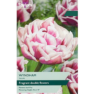 Tulip 'Wyndham' (5 Bulbs)