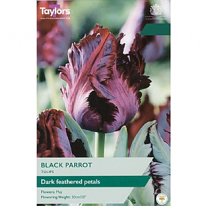 Tulip 'Black Parrot' (5 Bulbs)