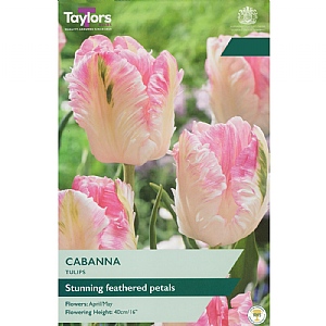 Tulip 'Cabanna' (5 Bulbs)