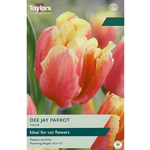 Tulip 'Dee Jay Parrot' (5 Bulbs)