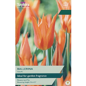 Tulip 'Ballerina' (5 Bulbs)