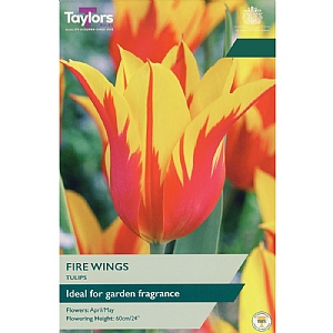Tulip 'Fire Wings' (7 Bulbs)