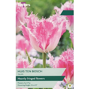 Tulip 'Huis Ten Bosch' (6 Bulbs)