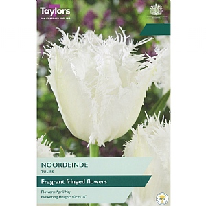 Tulip 'Noordeinde' (5 Bulbs)