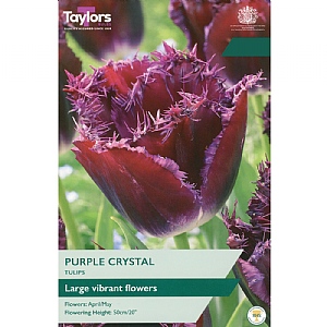 Tulip 'Purple Crystal' (6 Bulbs)