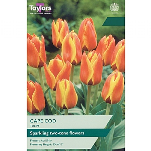 Tulip 'Cape Cod' (7 Bulbs)