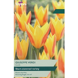 Tulip 'Giuseppe Verdi' (9 Bulbs)