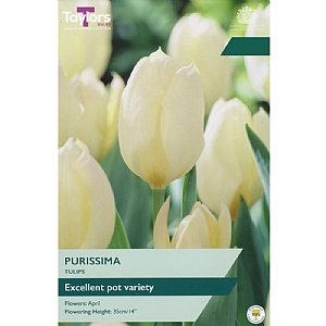 Tulip 'Purissima' (8 Bulbs)