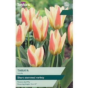 Tulip 'Tarafa' (7 Bulbs)