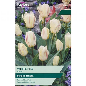 Tulip 'White Fire' (8 Bulbs)