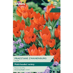 Tulip 'Praestans Zwanenburg' (15 Bulbs)