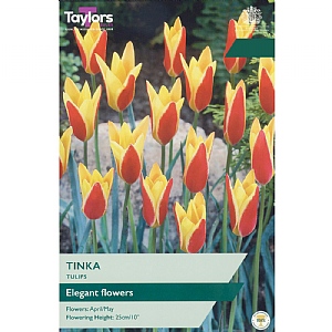 Tulip 'Tinka' (15 Bulbs)