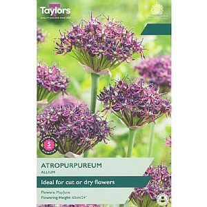 Allium atropurpureum (12 Bulbs)