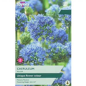 Allium caeruleum (12 Bulbs)