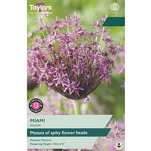 Allium 'Miami' (7 Bulbs)
