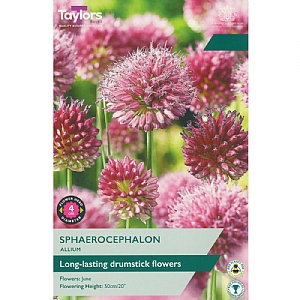 Allium sphaerocephalon (30 Bulbs)