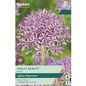 Allium 'Violet Beauty' (7 Bulbs)
